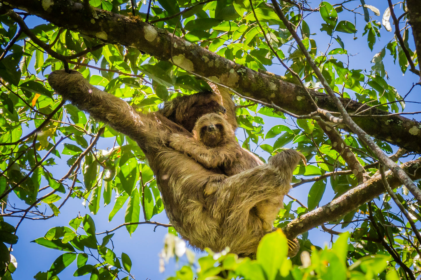 Spring Break at Lost Iguana Resort: Spa & Hot Springs in Beautiful Arenal, Costa Rica | April 12-17, 2025