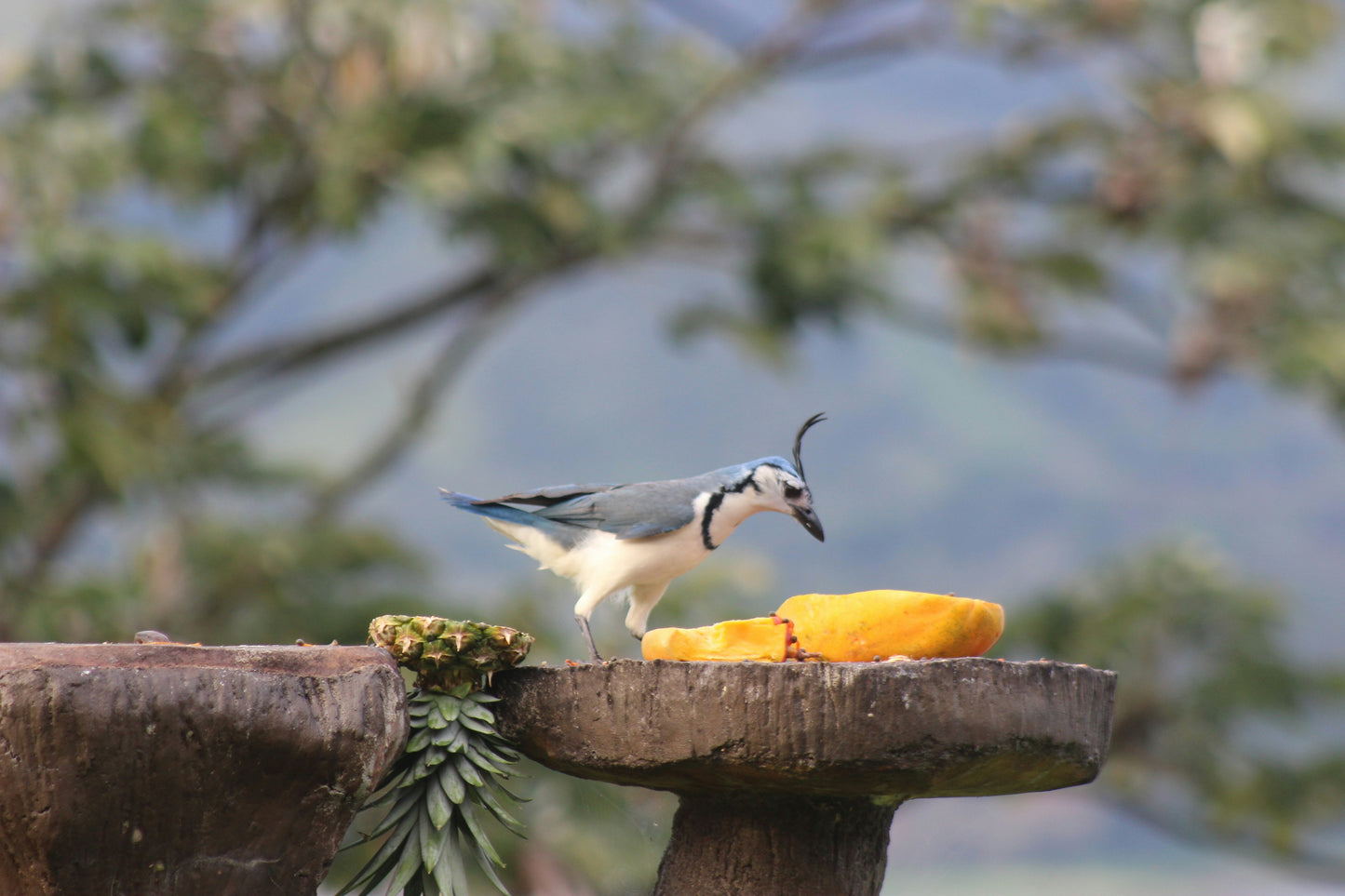 Spring Break at Lost Iguana Resort: Spa & Hot Springs in Beautiful Arenal, Costa Rica | April 12-17, 2025