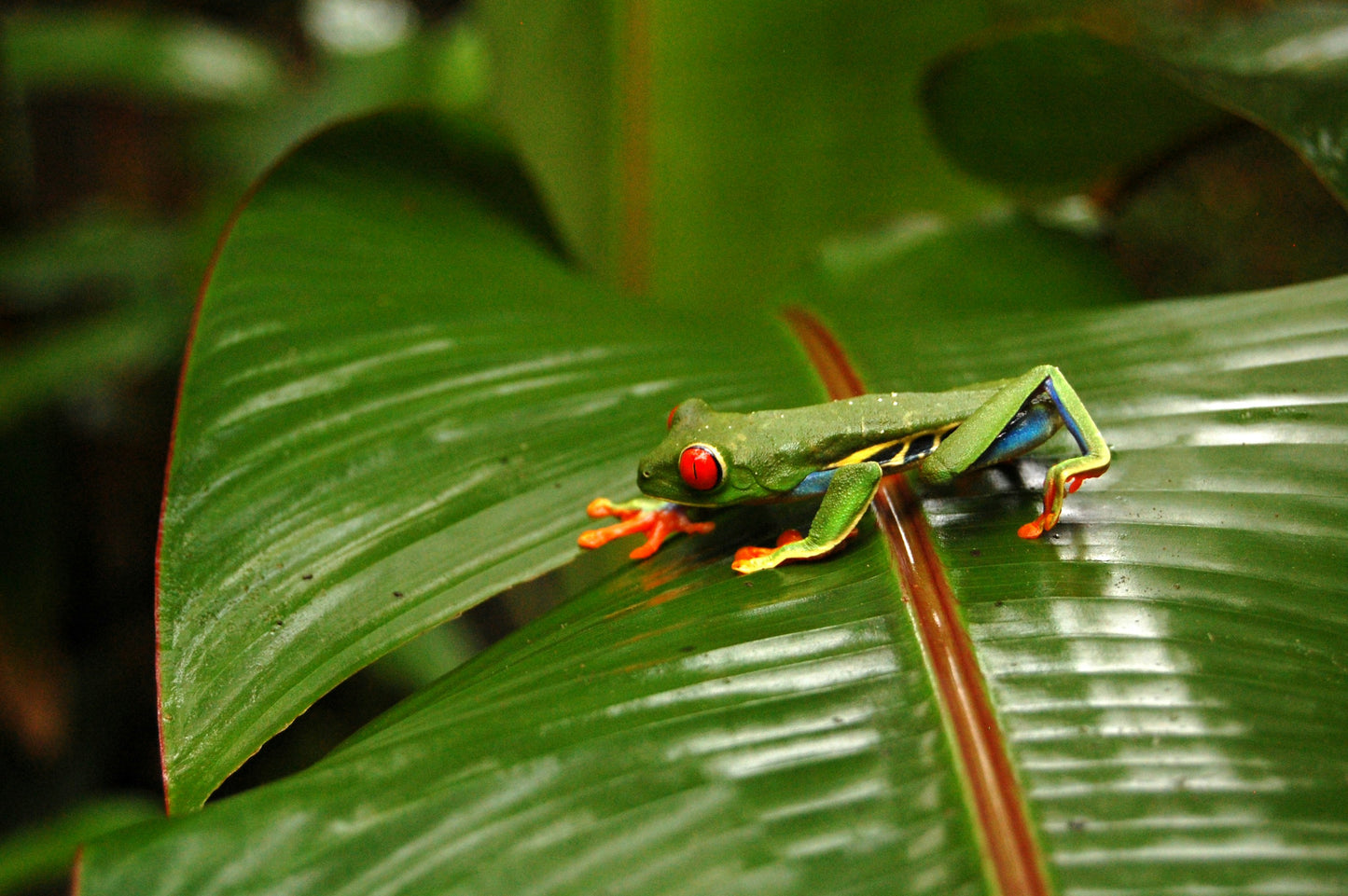 Spring Break at Lost Iguana Resort: Spa & Hot Springs in Beautiful Arenal, Costa Rica | April 12-17, 2025